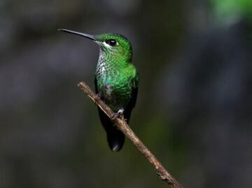 ¿De qué tamaño son los nidos de colibrí?; biólogo lo explica