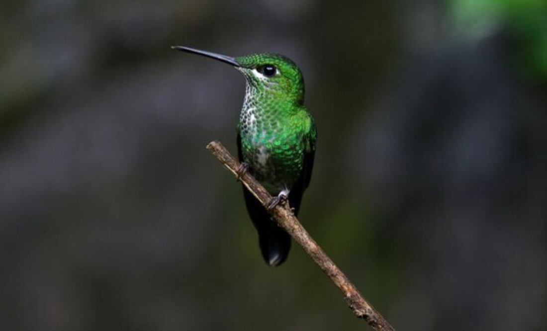Conoce estos seis datos curiosos de los colibríes. Fuente: Freepik.