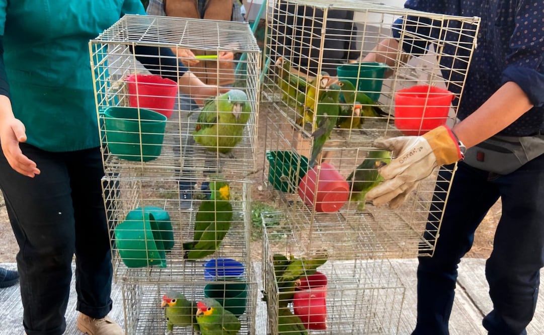 Profepa asegura más de cien aves silvestres que se vendían ilegalmente en tianguis de Morelos Foto: Especiales