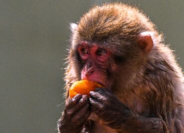 Zoológico de Roma reparte helados de carne y sangre a los animales ante plena ola de calor