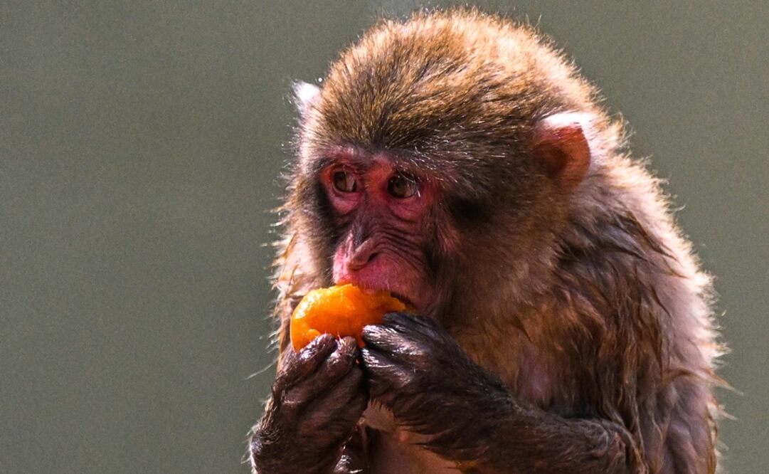 Un macaco japonés come un albaricoque congelado arrojado a los animales para refrescarse en el zoológico de Roma. Foto: AFP