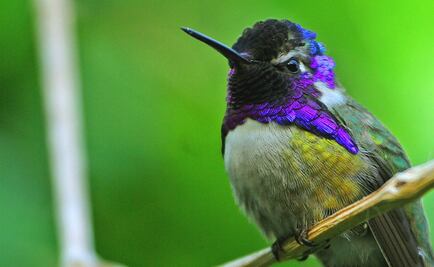 Al acecho de la ‘reinita colorada’