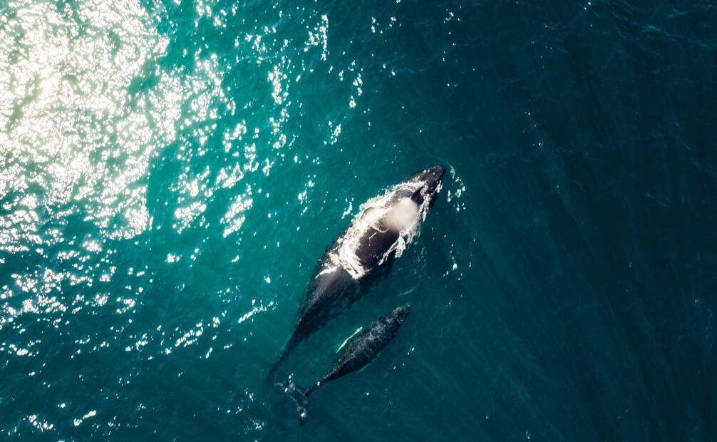 También aprovechan para amamantar a sus ballenatos. (11/01/25) Fotos: Gobierno de El Salvador y MARN