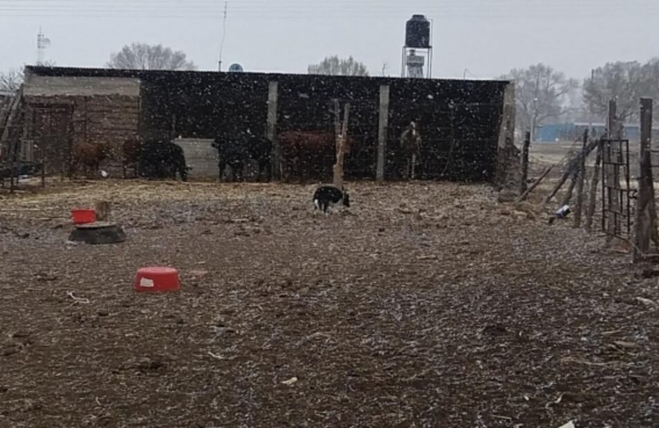 Cae nevada en plena primavera en municipios de Chihuahua 