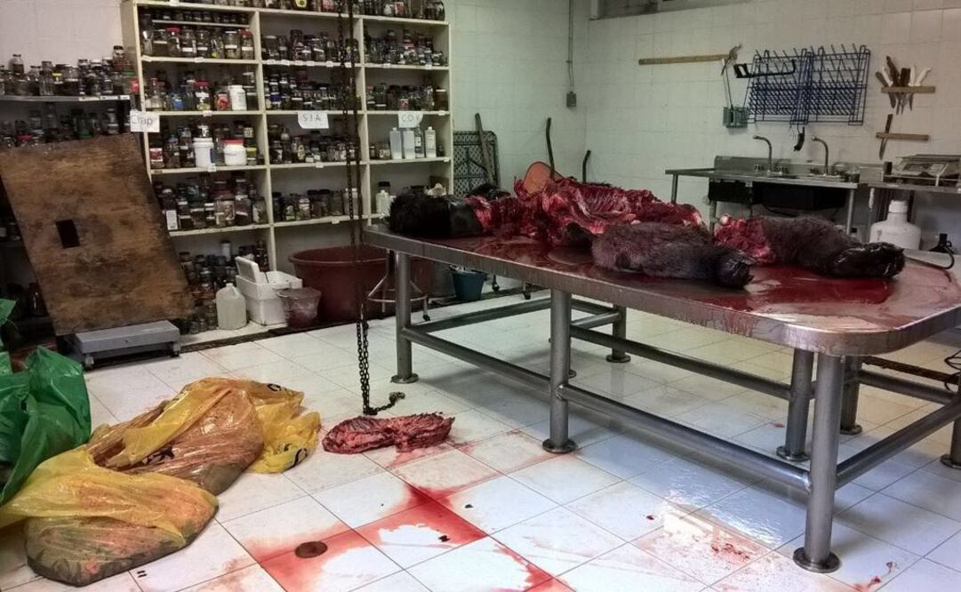 Hay registro de quién fotografió necropsia de "Bantú": Mancera