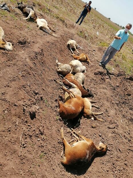Mueren 30 borregos por envenenamiento en Culiacán