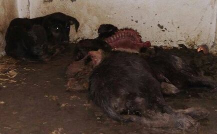 Reclaman castigo severo contra responsables de antirrábico de Coyotepec