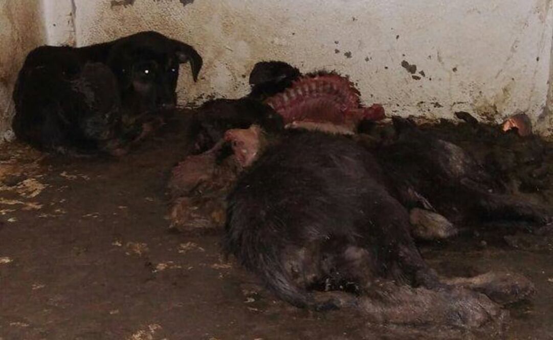 Cortesía asociaciones