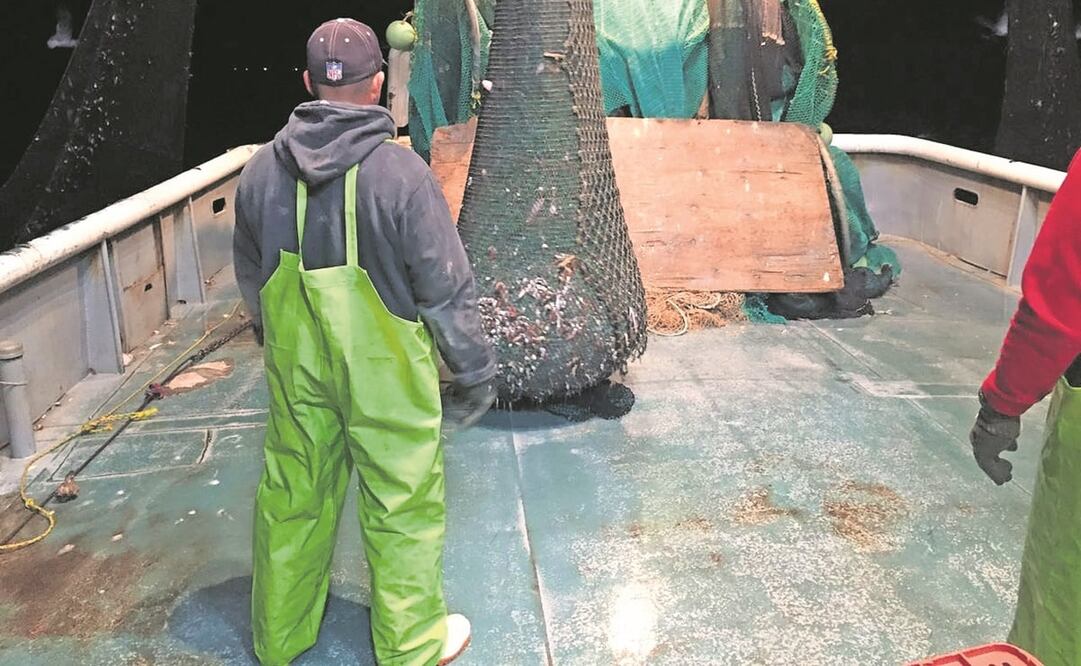 La caza ilegal de la totoaba preocupa a EU, al igual que la de la vaquita marina. Foto: ARCHIVO EL UNIVERSAL