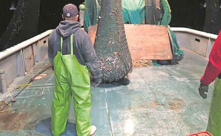 EU lleva a México a panel por vaquita marina