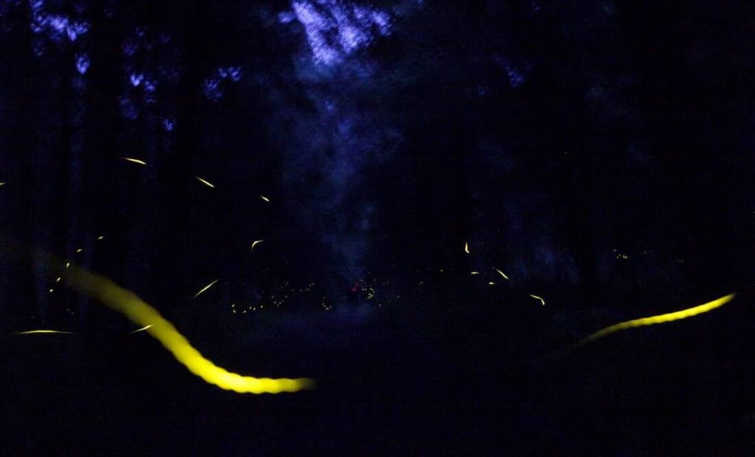 Foto: Archivo EL UNIVERSAL