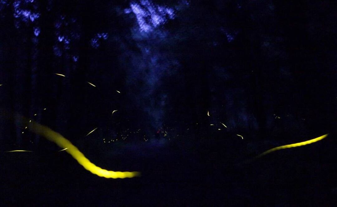 Foto: Archivo EL UNIVERSAL