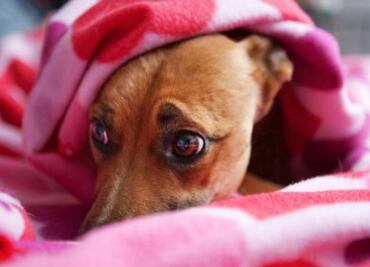 Fireworks, your dog’s worst enemy