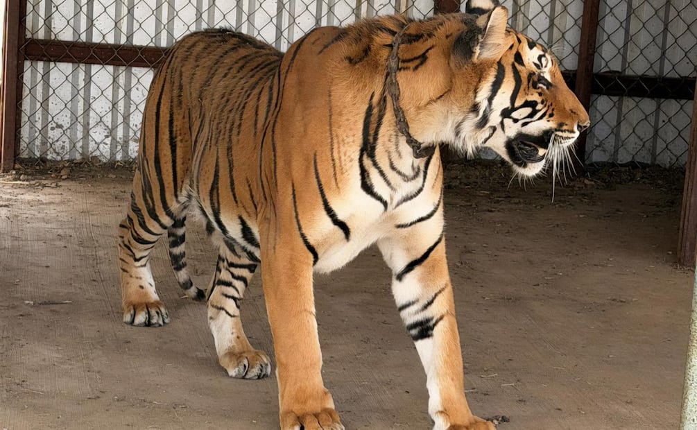 Profepa y FGR aseguran dos tigres de bengala durante cateo en Chihuahua (04/06/2026). Foto: Especial