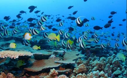 Francia prepara la creación del área marina protegida más grande del mundo