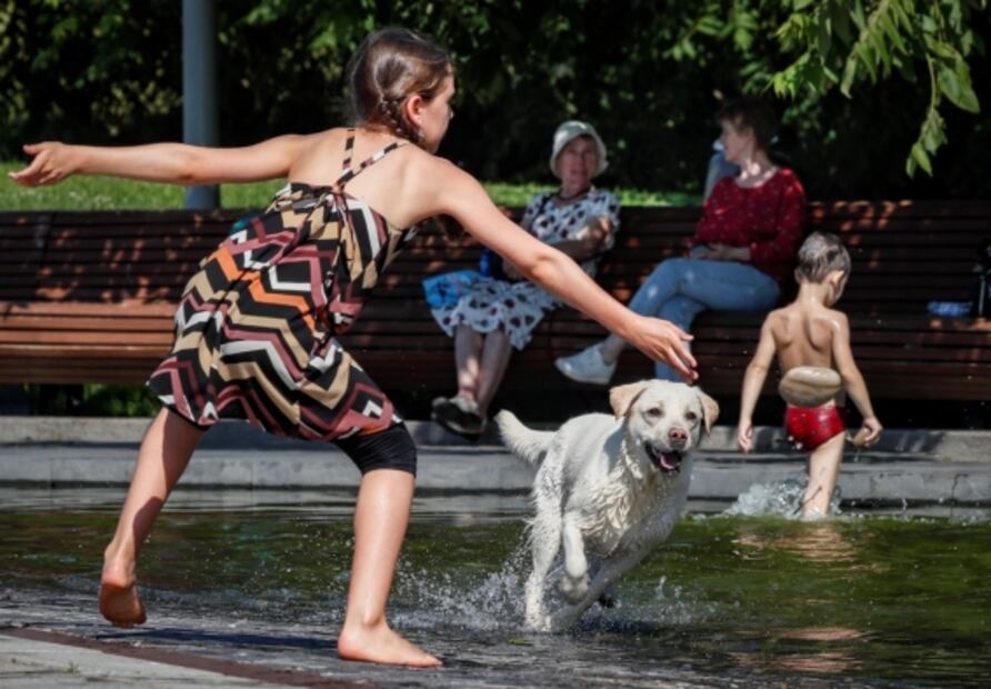 La domesticación de los perros transformó su apariencia y mente, según estudio