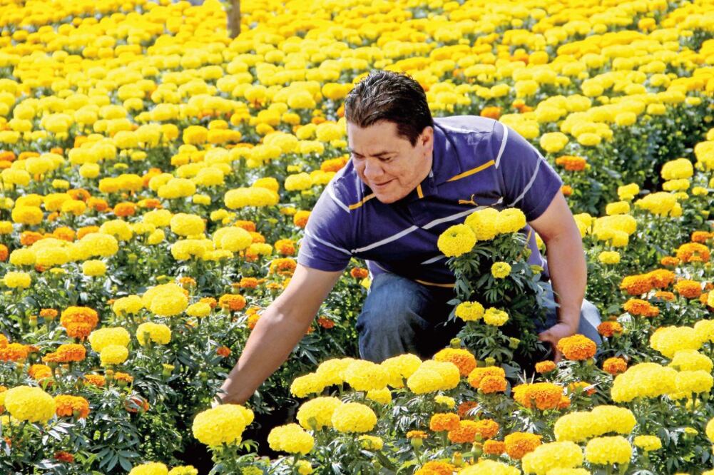 Samuel Barrera Nieto toma con orgullo una flor de cempasúchil a la mitad del vivero los Lagartones, en San Luis Tlaxialtemalco, Xochimilco, el cual montó junto con otros seis compañeros para producir cada año esta planta nacional (JUAN BOITES)