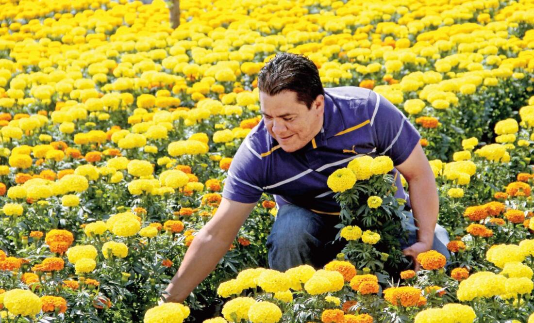 Samuel Barrera Nieto toma con orgullo una flor de cempasúchil a la mitad del vivero los Lagartones, en San Luis Tlaxialtemalco, Xochimilco, el cual montó junto con otros seis compañeros para producir cada año esta planta nacional (JUAN BOITES)