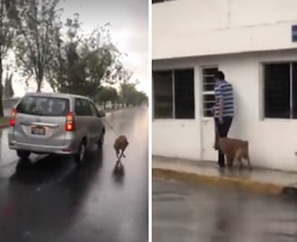 Perro arrastrado en la lluvia no sufre maltrato, concluyen 