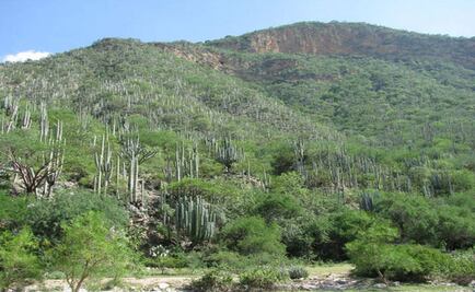 Reserva de Tehuacán-Cuicatlán busca reconocimiento de Unesco