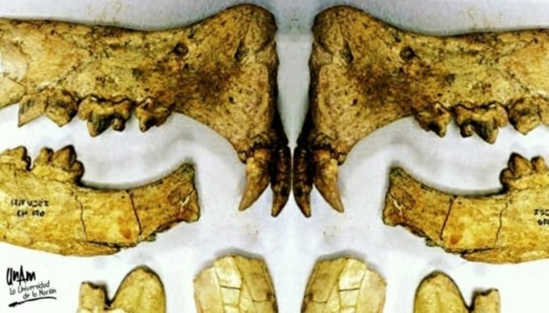 El tigre dientes de cimitarra también vivió en México