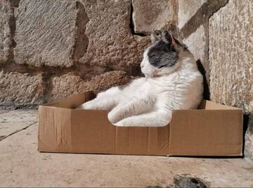 Desalojan a Anastasia, gatita de 17 años que vivía en un palacio