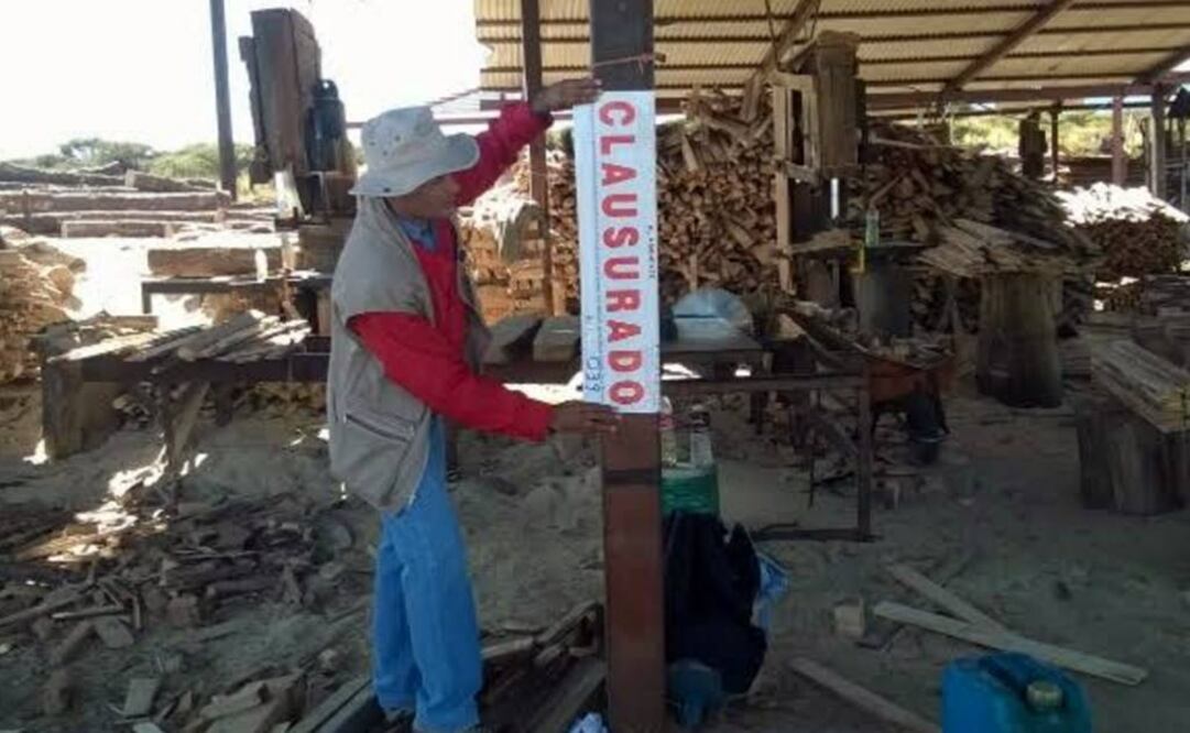 Asegura  Profepa 149 metros de madera de pino en Durango