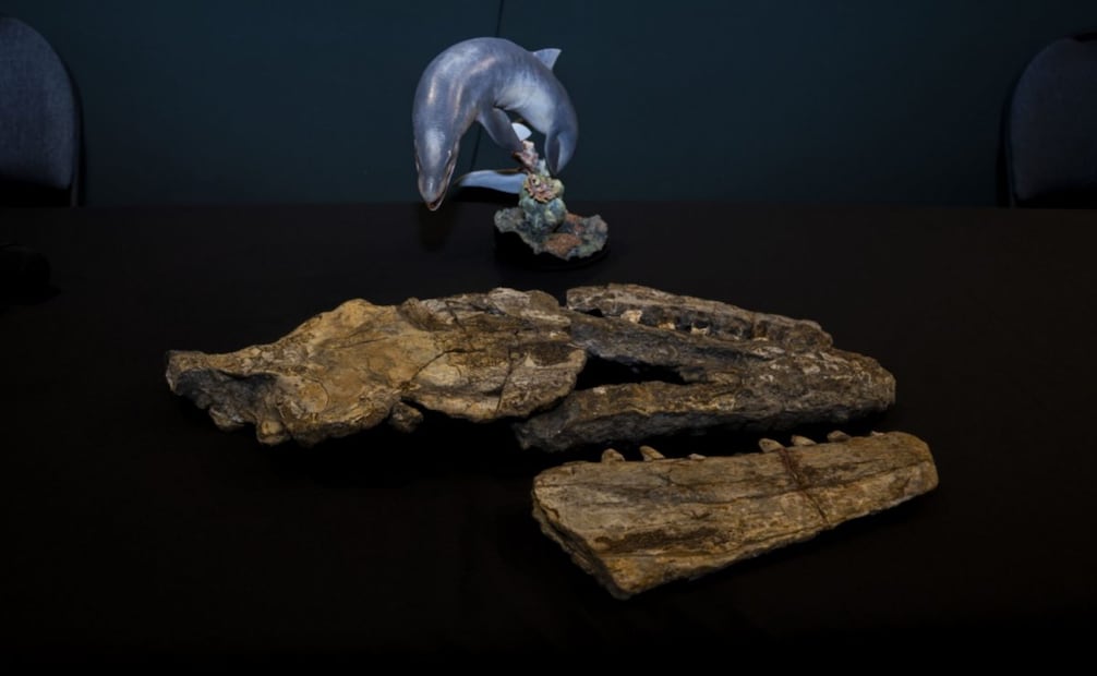 Identifican nuevo dinosaurio marino en el Noreste de México (17/03/2026). Foto: Especial