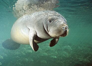 Manatees endangered for breach of rules in Mexico