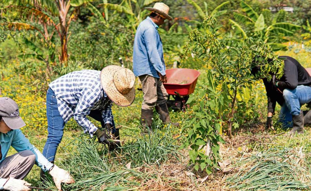 Trabajadores de SOLAR Centro Agroecológico cultivan y mantienen el bosque comestible en Tepoztlán, Morelos. A diferencia del monocultivo industrial, la agroforestería
exige observación, talento y trabajo manual. Foto: FOTOS: IVÁN CARRILLO