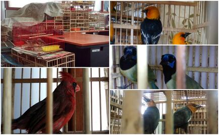 Aseguran 86 aves de vida silvestre en el Edomex