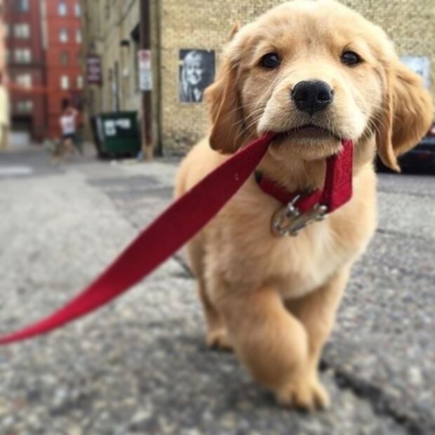 Perrito emociona al reencontrarse con el ex de su dueña (Fuente Instagram @_perritos_adorables)
