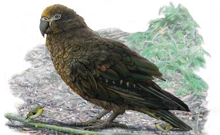 Hallan fósiles del loro más grande del mundo