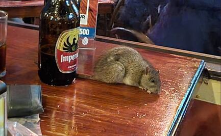 VIDEO. Bar se disculpa por rata caída del techo que acabó en la mesa de sus clientes 