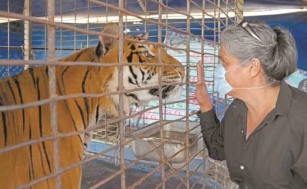 Así enfrentan los circos la crisis por el coronavirus en Oaxaca 