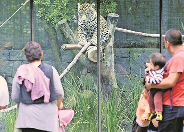 Así podrán operar zoológicos y acuarios de CDMX la próxima semana
