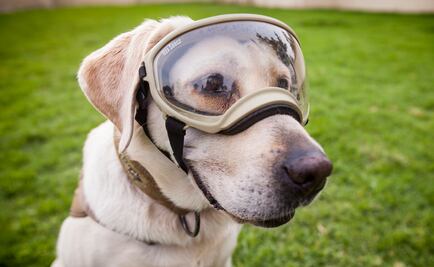 Dedican canción a "Frida", la perrita rescatista