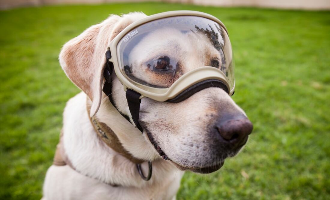 Foto: Alan Carranza - EL UNIVERSAL