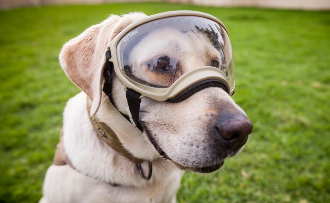 Foto: Alan Carranza - EL UNIVERSAL