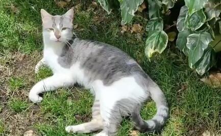 A 12 días, continúa la búsqueda de "Tito", el gatito que movilizó a todo un país