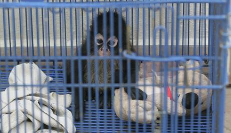 Se dispara tráfico de animales exóticos en el país