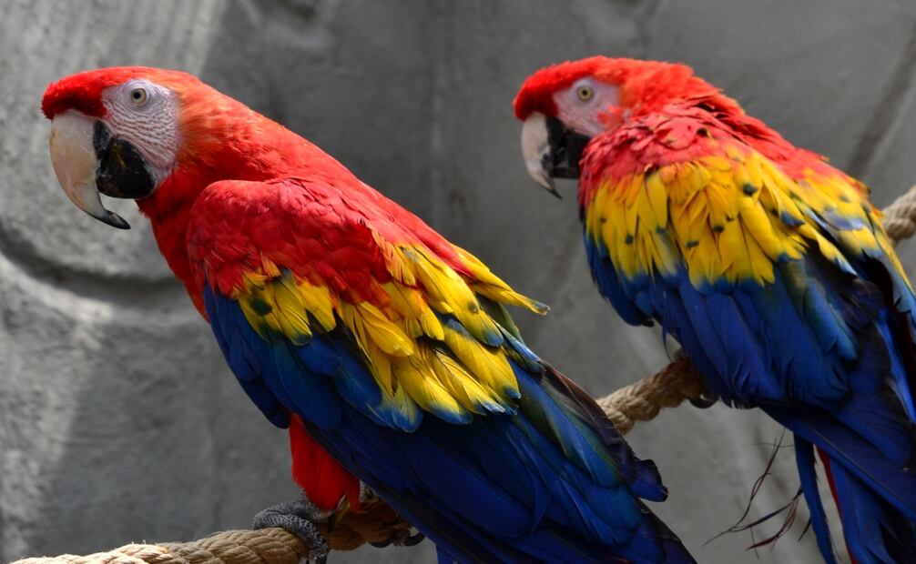 El Zoológico de Zacango es una Área Natural Protegida. Foto: Facebook Parque Ecológico Zacango