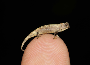 Este es el reptil más pequeño del mundo y vive en Madagascar