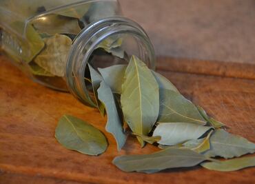 La planta que aleja a las cucarachas del hogar de forma natural; conoce los detalles