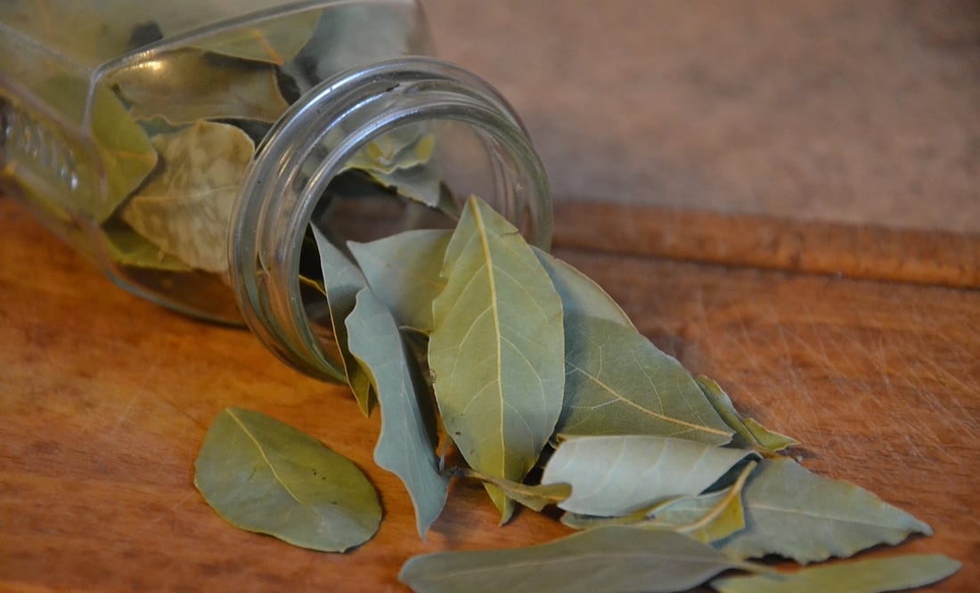 Es fundamental tomar las precauciones necesarias para mantener la casa libre de estos insectos. Fuente: Pixabay