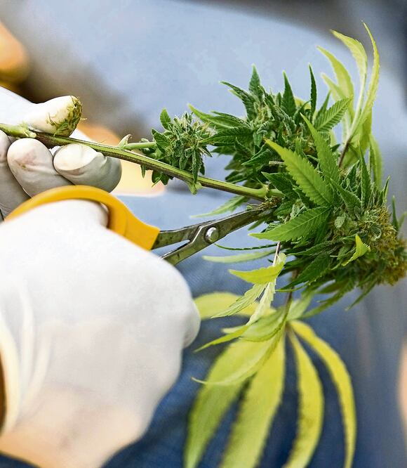 Expertos dicen que la inversión principal para los emprendedores será el laboratorio, pues la tierra en México es buena (ARCHIVO EL UNIVERSAL)