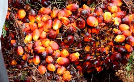 Aceite de palma, ¿mal necesario?