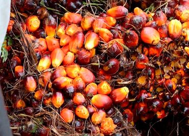 Aceite de palma, ¿mal necesario?