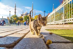Día Internacional del Gato: así viven los michis en Estambul