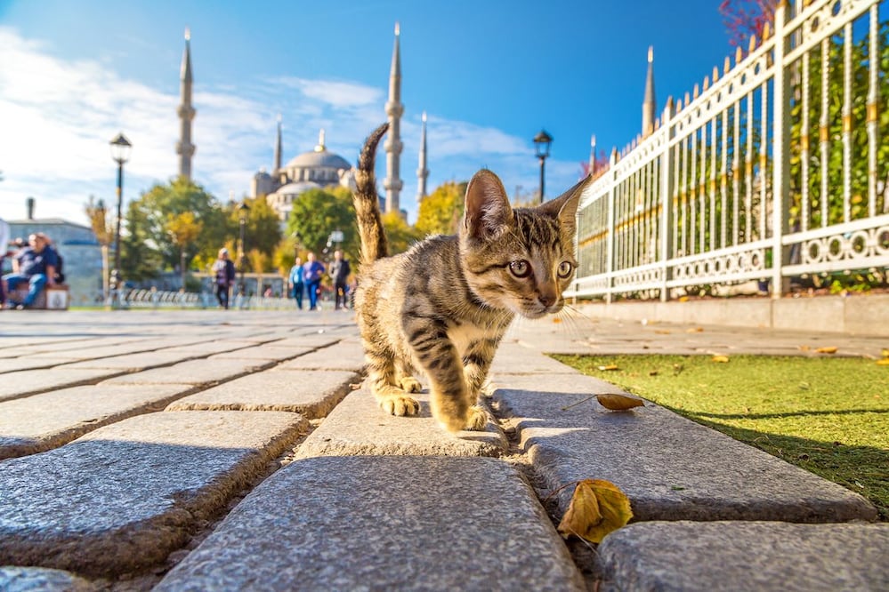 Foto: Istock